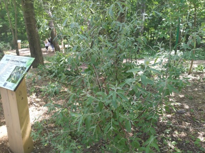 Парк Гайдар - 37.jpg